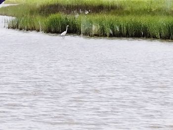 View of a bird in lake