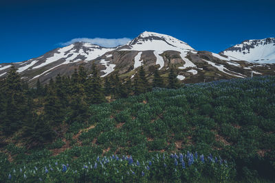 Low angle view of tree mountain against sky