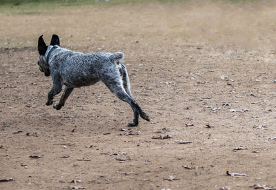 Dog running in a field