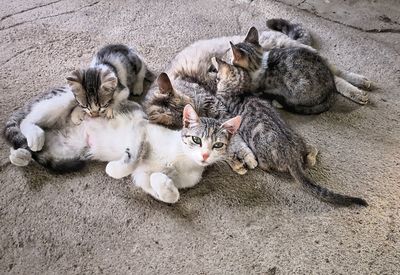 High angle view of cat resting