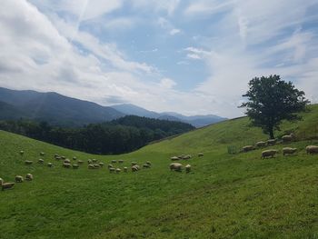 Farm, sheeps, green, hill