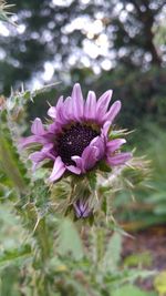 Close-up of purple flowers blooming outdoors