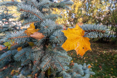 Close-up of autumn leaves on tree