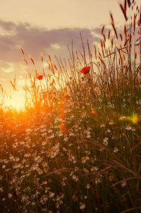 Plants growing on field during sunset