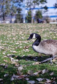 Side view of a bird on field