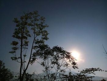 Low angle view of trees against sky