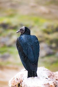 Close-up of bird perching on rock