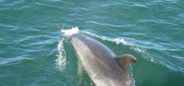 Close-up of man swimming in sea