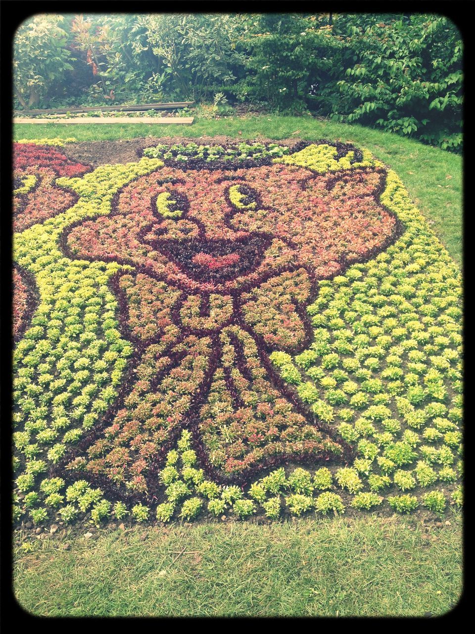 transfer print, auto post production filter, green color, grass, growth, field, high angle view, outdoors, day, art and craft, creativity, nature, art, plant, park - man made space, no people, leaf, human representation, close-up, multi colored