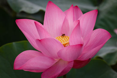 Close-up of pink flower blooming outdoors