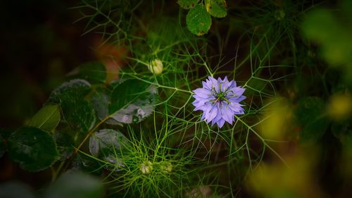 Close-up of purple flowering plant