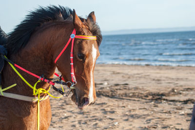 Close-up of horse on sand against sky