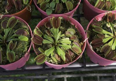 Close-up of venus flytrap plants in greenhouse