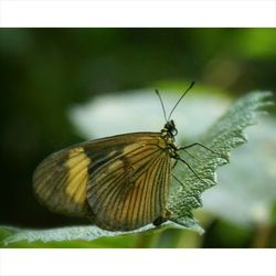 Close-up of butterfly on flower