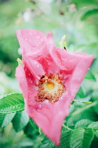 Close-up of pink rose flower