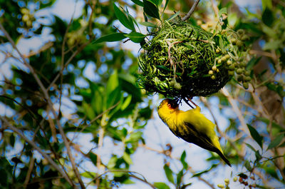 Low angle view of bird perching on tree