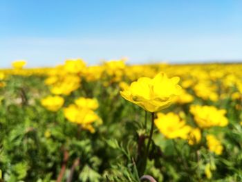 Close-up of yellow flowers on field against sky