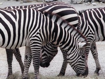 Close-up of zebra standing on grass