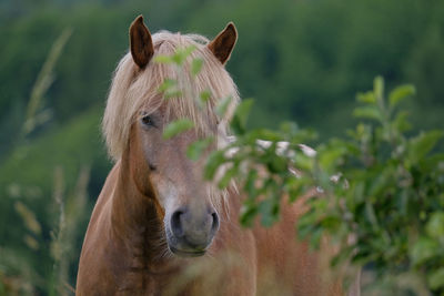 Close-up of a horse