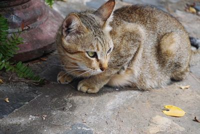 High angle view of a cat resting on footpath