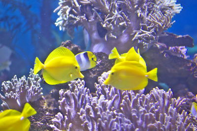 Close-up of fish swimming in water