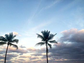 Low angle view of palm trees against sky