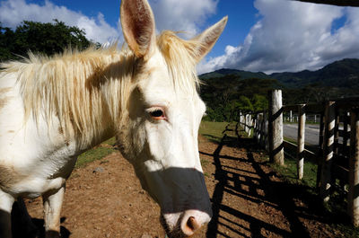 Close-up of horse standing by railing against sky