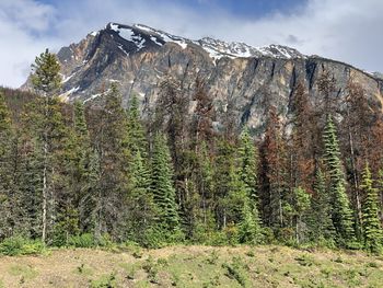 Scenic view of forest against sky