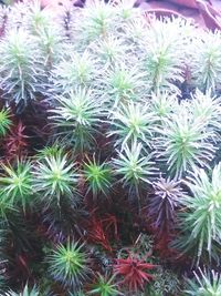 High angle view of cactus plants