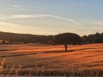 Scenic view of agricultural field against sky