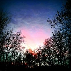 Low angle view of silhouette trees against sky at sunset