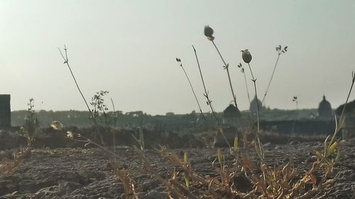 Close-up of wheat growing on field against clear sky