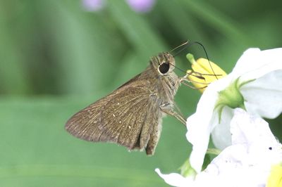 Close-up of butterfly pollinating on flower