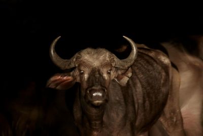 Close-up of an animal