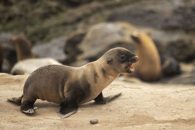 High angle view of baby sea lion