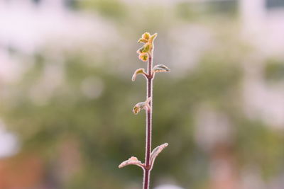 Close-up of flowering plant