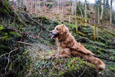 Dog sitting on grass in forest