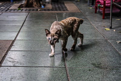 Dog on sidewalk