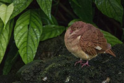 High angle view of bird perching on rock