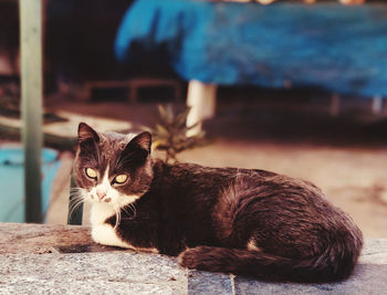 Portrait of cat sitting outdoors