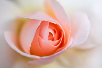 Close-up of rose