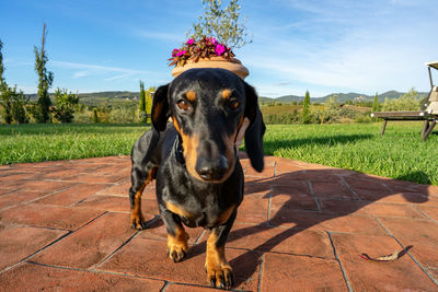 Portrait of a dog