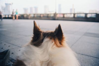 Close-up of dog sitting on street