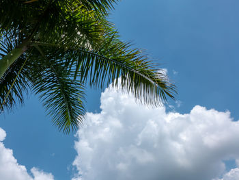 Low angle view of palm tree against sky