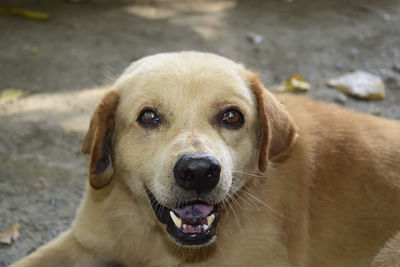 Close-up portrait of dog