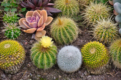 High angle view of succulent plant on field
