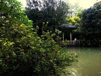 Trees by water