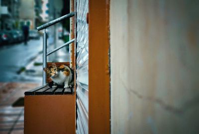 Cat looking through window