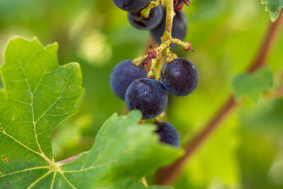 Close-up of grapes growing on plant