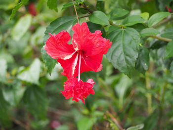 Close-up of red hibiscus blooming outdoors